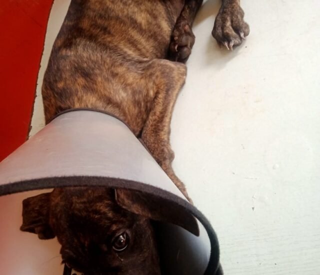 Abandoned Boerboel Is Fighting for His Life | Help Us Save Him