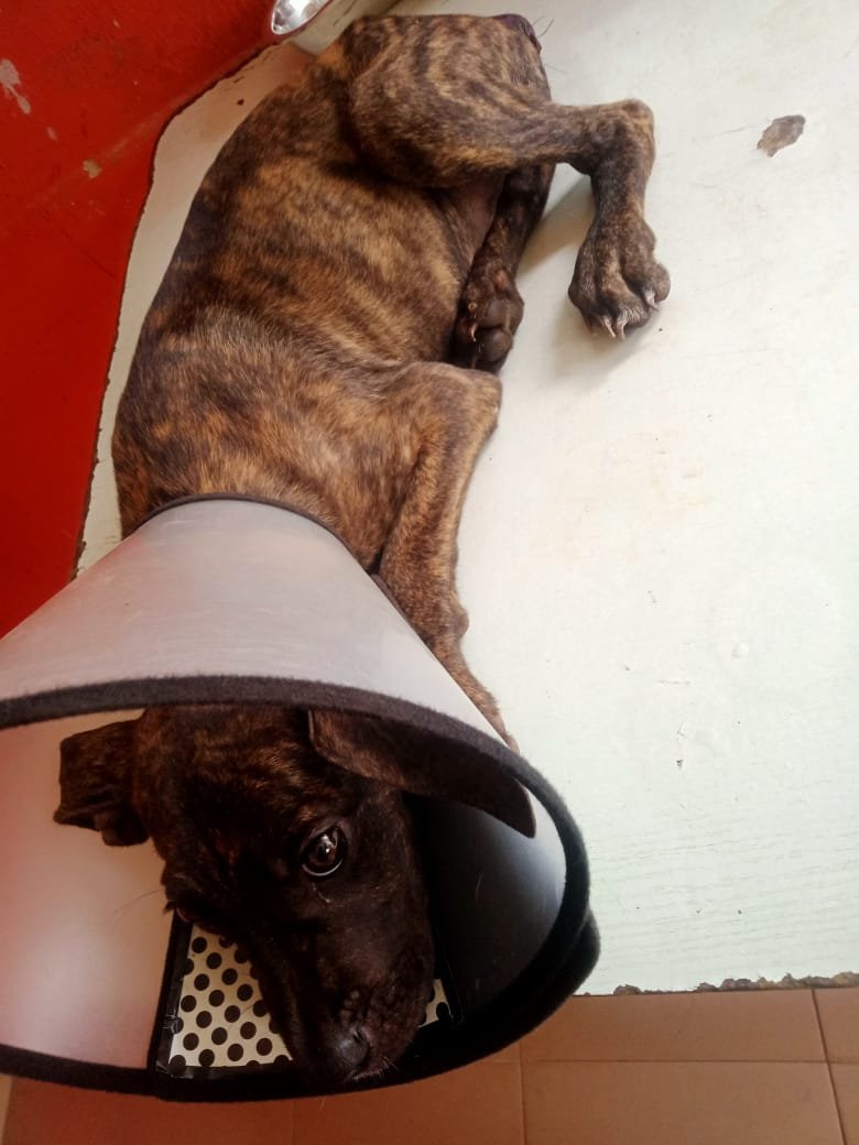 Abandoned Boerboel Is Fighting for His Life | Help Us Save Him